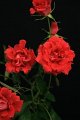 Rosa JJ